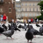 Traveller with backpack looking across Krakow Main Square, back view